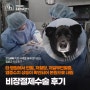 보더콜리 강아지 곰이의 비장절제술(Splenectomy) 후기_잠실송파동물병원, 잠실ON동물의료센터