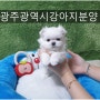 광주광역시강아지분양 소중한 내가족 (feat. 케어비용, 강아지용품, 소형견, 펫샵)