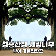 부여 가볼만한곳 성흥산성 부여 사랑나무 사진명소