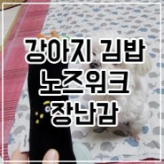 딩독 강아지 노즈워크 마약김밥 장난감 후기