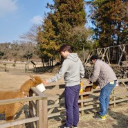 어른이들을 위한 감성목장 도치돌알파카목장 제주여행 중 #대전여행친목동호회SDT