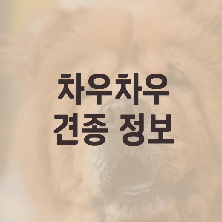 차우차우 중국개, 가격, 혀, 분양, 성격, 유전질환 주의 : 네이버 블로그