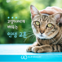 [반려동물정보] 고양이에게 배우는 인생 교훈 | 고양이교훈 고양이키우기 | 웨스턴동물의료센터