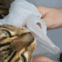고양이 위생용품, 예민한 피부를 가진 고양이 샤워티슈는 한포 대나무속살 반려동물티슈로 해결