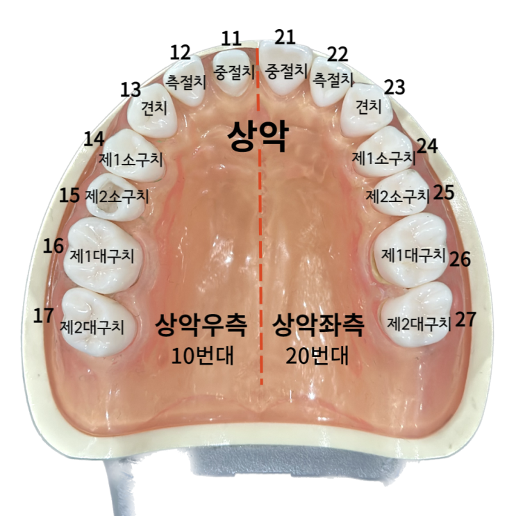 치아번호_ 치과에서 부르는 영구치 이름 , 유치번호 : 네이버 블로그