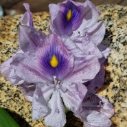 부레옥잠 (water hyacinth)
