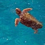 [그리스 자킨토스섬] 붉은 바다거북 사파리 – 라가나스 비치 앞 바다 생태관광