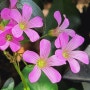 청사랑초꽃 군자란꽃대 아젤리아 틸란드시아 초록초록 베란다화단
