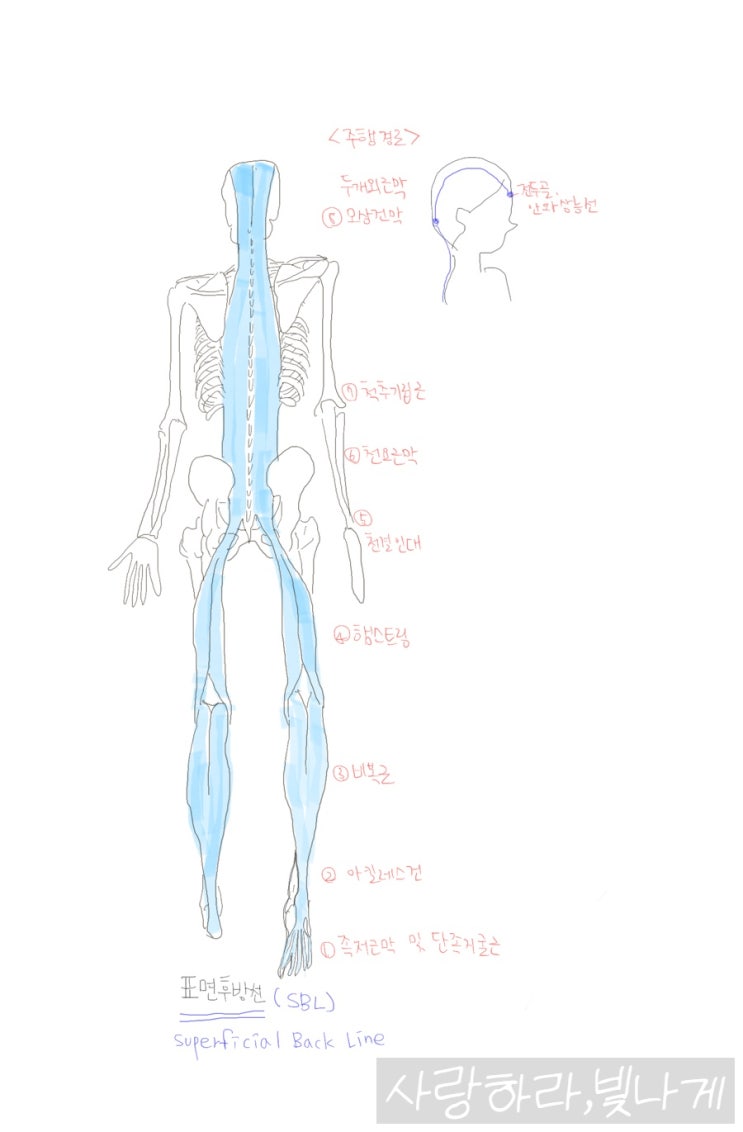북리뷰) 근막경선해부학 표면후방선 : 네이버 블로그