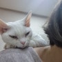 어깨에 널려있는 개냥이(껌딱지) 데본렉스 고양이 안나!