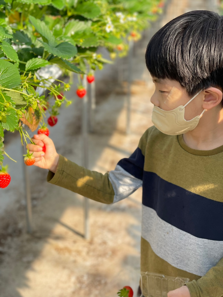 남양주 별마을 딸기농장체험 다녀온 후기