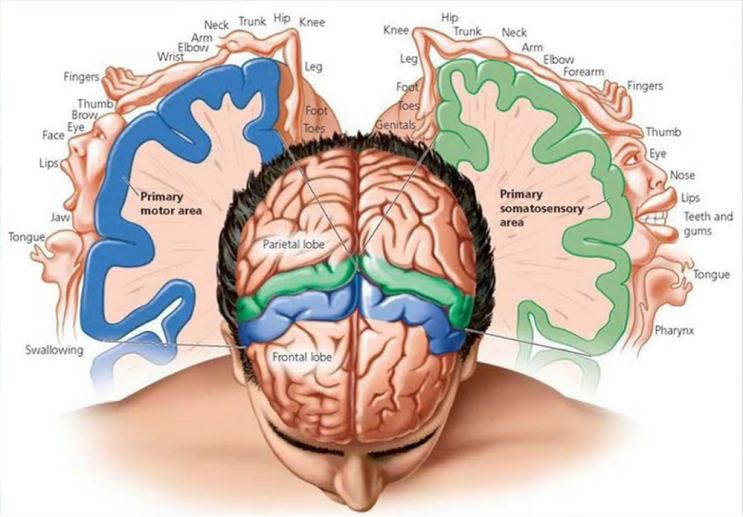 [김가람의 신경계 공부] 신경학의 기초 11 - 고유수용성감각 신경학 proprioceptive neurology ...