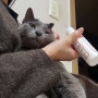 순한 고양이 귀세정제, 옥시그린 이어클리너 :: 청결과 건강을 동시에 챙겨요