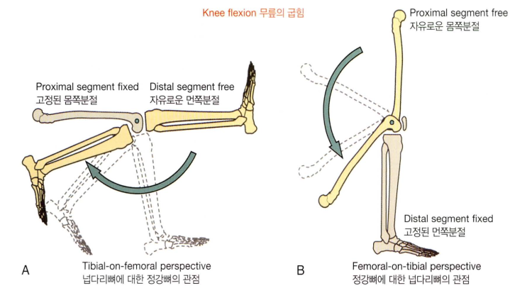 관절의 움직임 OKC CKC란 무엇일까? 유성 필라테스 유성 PT : 네이버 블로그