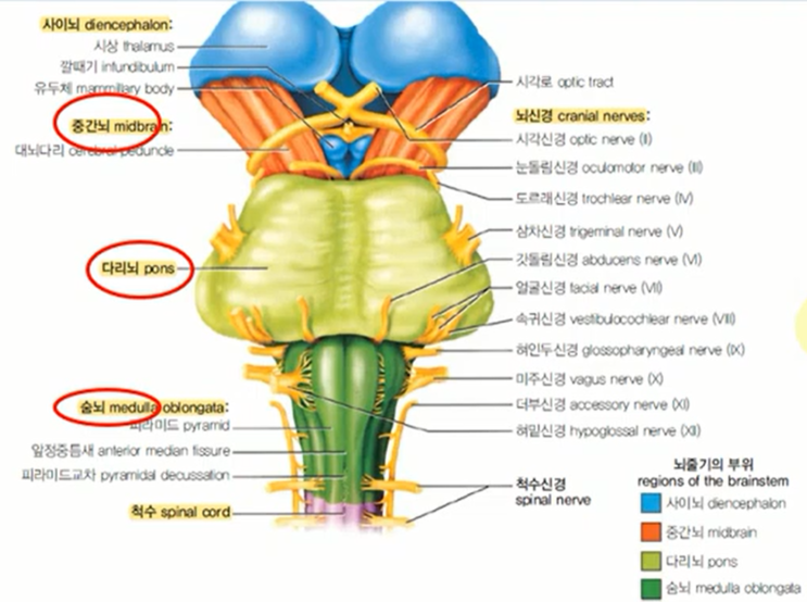 [심화학습] 뇌줄기; 중간뇌, 다리뇌, 숨뇌, 그물체 : 네이버 블로그