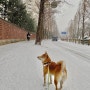 겨울이 좋은 시바견과 함께 눈오는날 산책하기