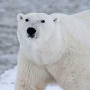 세계 북극곰의 날_ 북극곰을 살려야 인간이 생존한다.