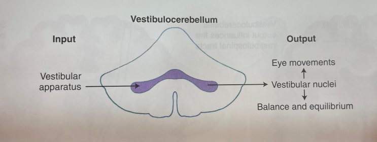 소뇌(Cerebellum) 의 기능적 분류 와 훈련 : 네이버 블로그