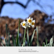 [금잔옥대] 수선화, 겨울 야생화, 제주도 수선화, 1월의 꽃