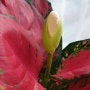 반려식물 아글레오네마 엔젤 꽃을 피우다