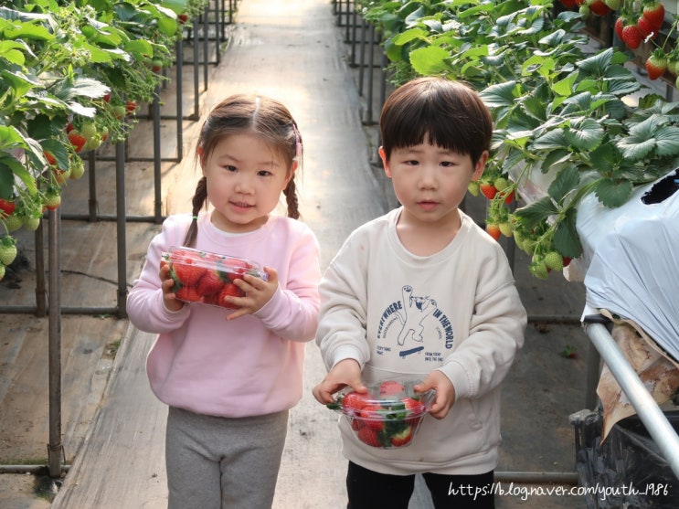 양평 딸기체험 생생딸기 체험농장 아이와 함께 방문 후기
