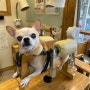 강아지 디스크 침치료 : 금손이 한방병원은 나롱이의 컨디션 지킴이!