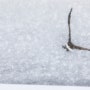 [일본 홋카이도 시레토코 라우스초] 겨울 유빙과 독수리와 바다
