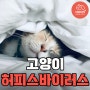 고양이 허피스바이러스가 뭐야?