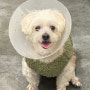 강아지 십자인대수술 후기(2달 후), 2탄 수술 및 회복기