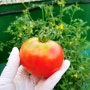 코스모스 꽃 토마토 첫 수확