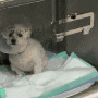 강아지 십자인대수술 후기(2달 후), 1탄 수술 후기