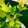 옥상 텃밭 식물들 레몬나무키우기 시금치발아 더덕키우기 가지 키우기