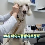 광명 철산 동물병원 :) 몽이랑 같이 광명24아이디동물의료센터 다녀왔어요~