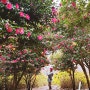 제주 동백꽃 명소 에코랜드 인생사진 남기기