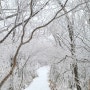 겨울 등산 추천 소백산 '달발골-비로봉' 최단코스 트래킹 설경 명소