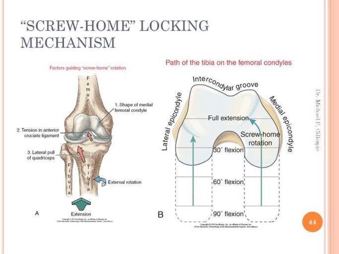 [방배동PT 방배역PT] 나사집 돌림기전 (Screw Home Mechanism) : 네이버 블로그