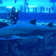 Shark dive 🦈