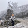 [블로그씨] 겨울 여행 / 제주 겨울 여행지 추천은 천백고지 (1100고지) 설경이 최고!