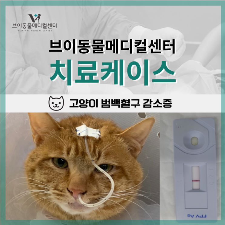 고양이가 구토를 해요! 파보바이러스 [범백혈구 감소증] ㅣ제주고양이전문, 노형동동물병원 : 네이버 블로그