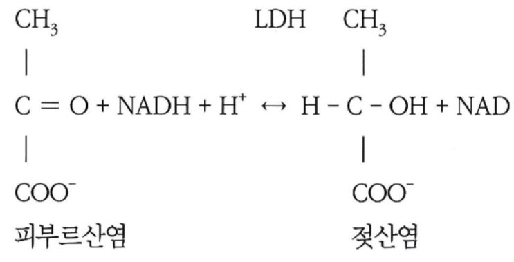 젖산에 대해서. : 네이버 블로그