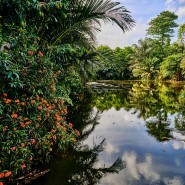 Singapore Botanic Garden￨Alpha 7R V￨SEL2070G
