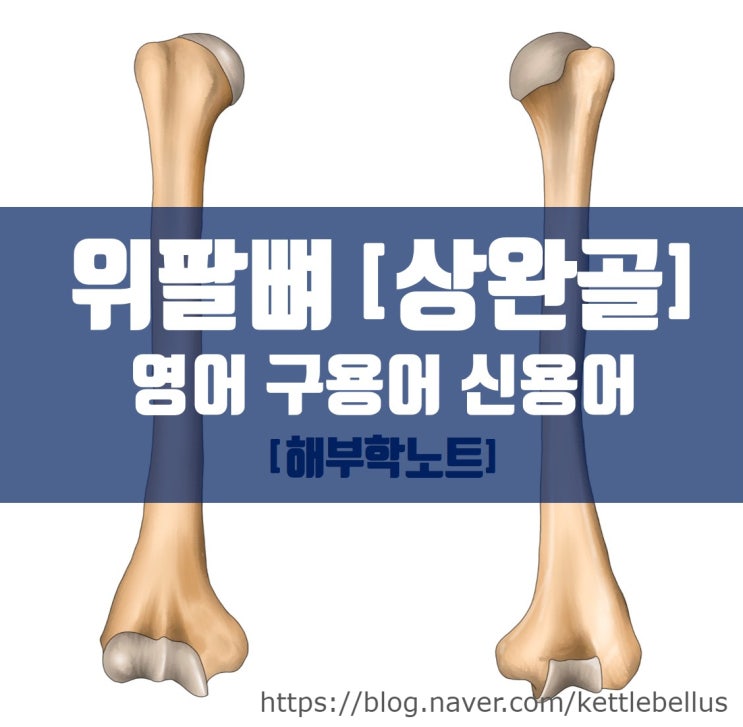 팔뼈 : 위팔뼈 (상완골) humerus 세부 명칭 영어 신용어 구용어 : 네이버 블로그