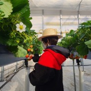 포천 딸기체험 농장 키즈카페까지 이용가능한 포천딸기힐링팜
