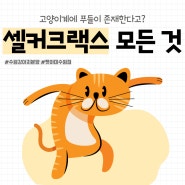 안양고양이분양 펫아미 "푸들과 비슷한 고양이? 셀커크랙스!"