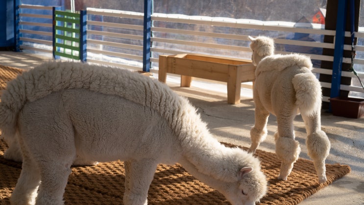 평창 이색 알파카 체험 마추픽추 카페