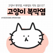 수원고양이분양 펫아미 "고양이 복막염, 완치가 없다구요?"