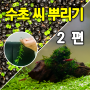 씨앗 수초 싹 틔우기 - 2편