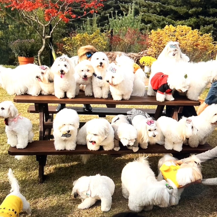 털 안빠지는 강아지 종류, 꼬똥 드 툴레아 수명 및 꼬동 품종 특징 : 네이버 블로그