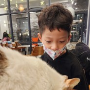 인천 고양이카페 마마스캣 아이가좋아해요
