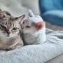 꼭 붙어있는 사이좋은 고양이 남매! 데본렉스&싱가푸라 고양이 크기비교!!